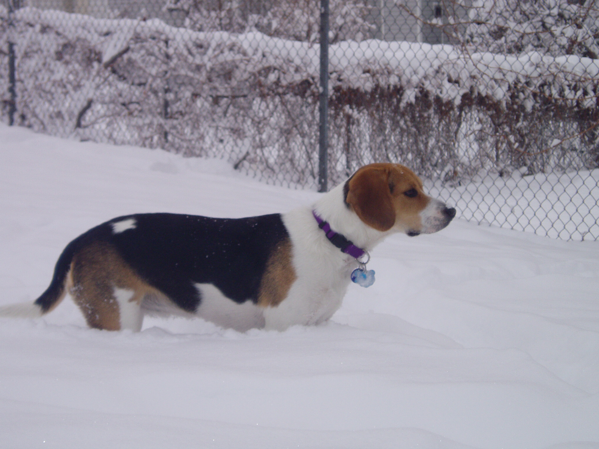 This is Chloe romping in the snow. I can't believe it comes up to her belly.