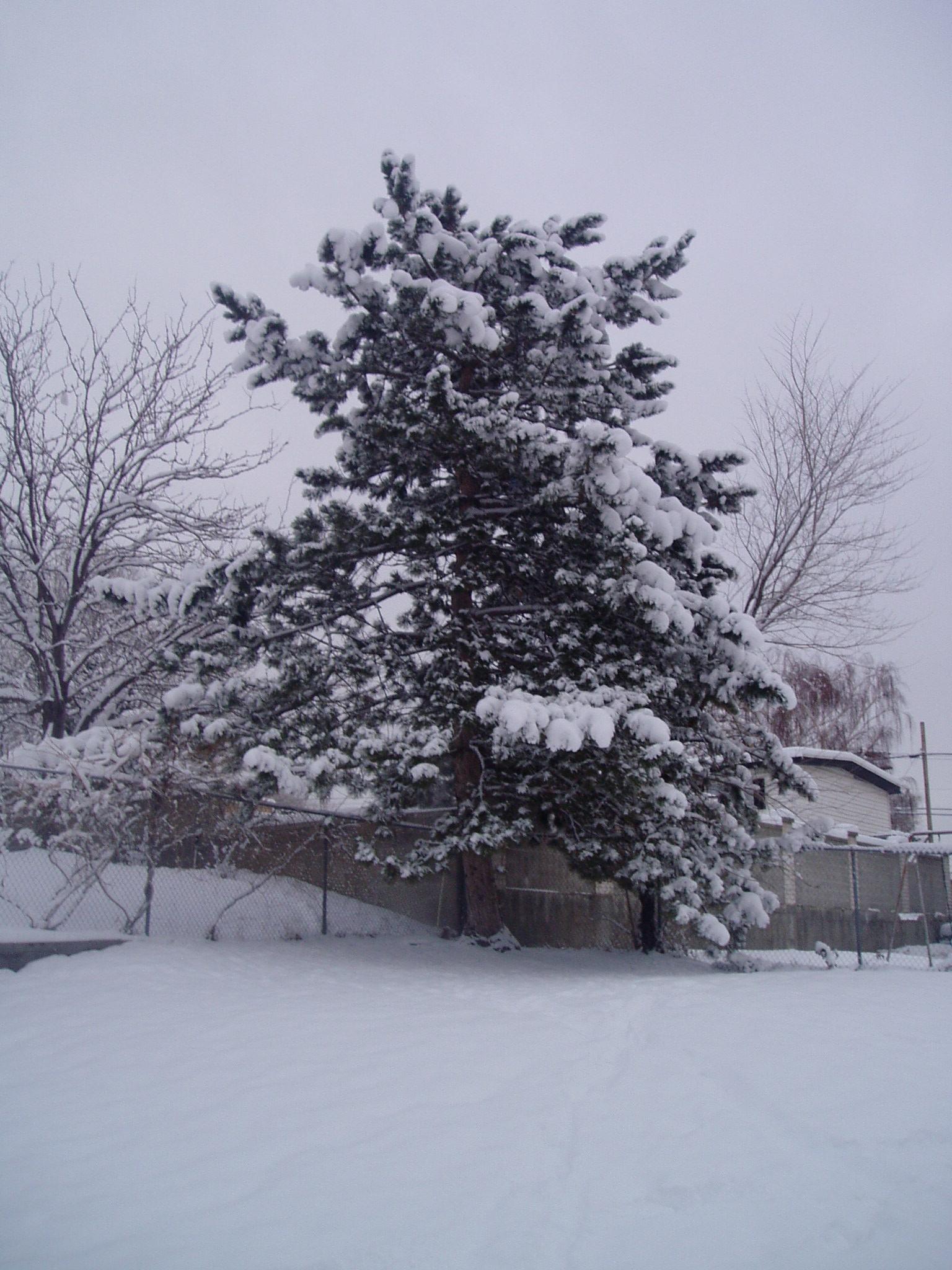 The pine tree in our backyard is totally covered. It looks so Christmas.