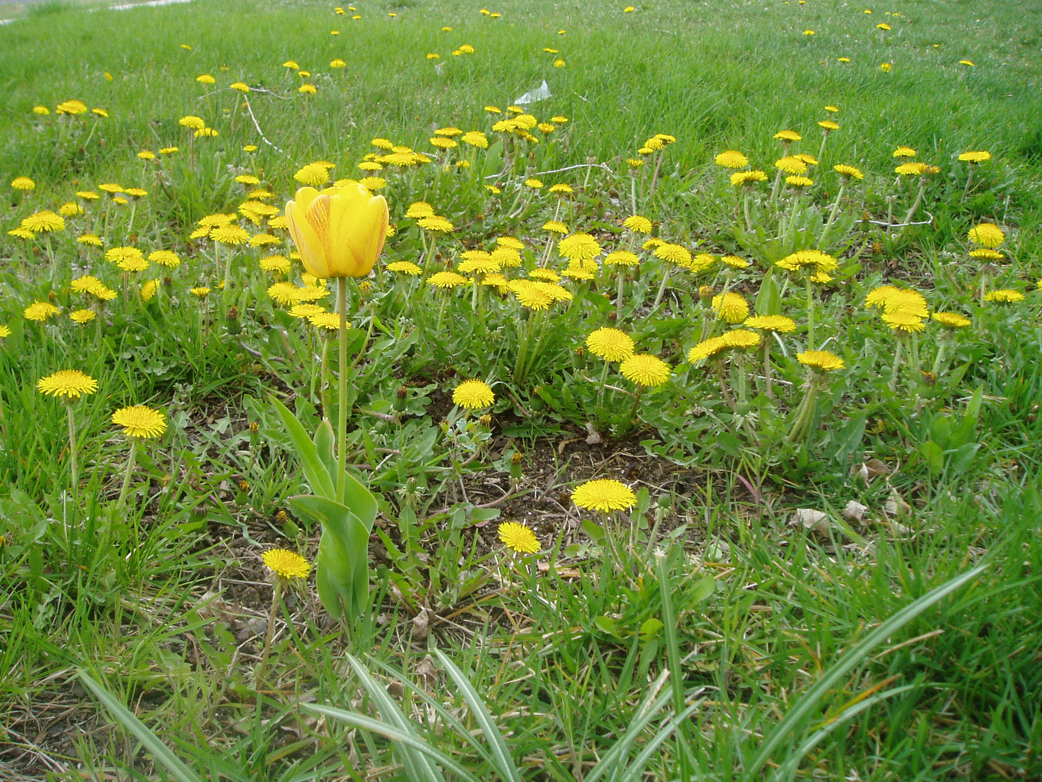 Yellow tulip surrounded by dandelions.