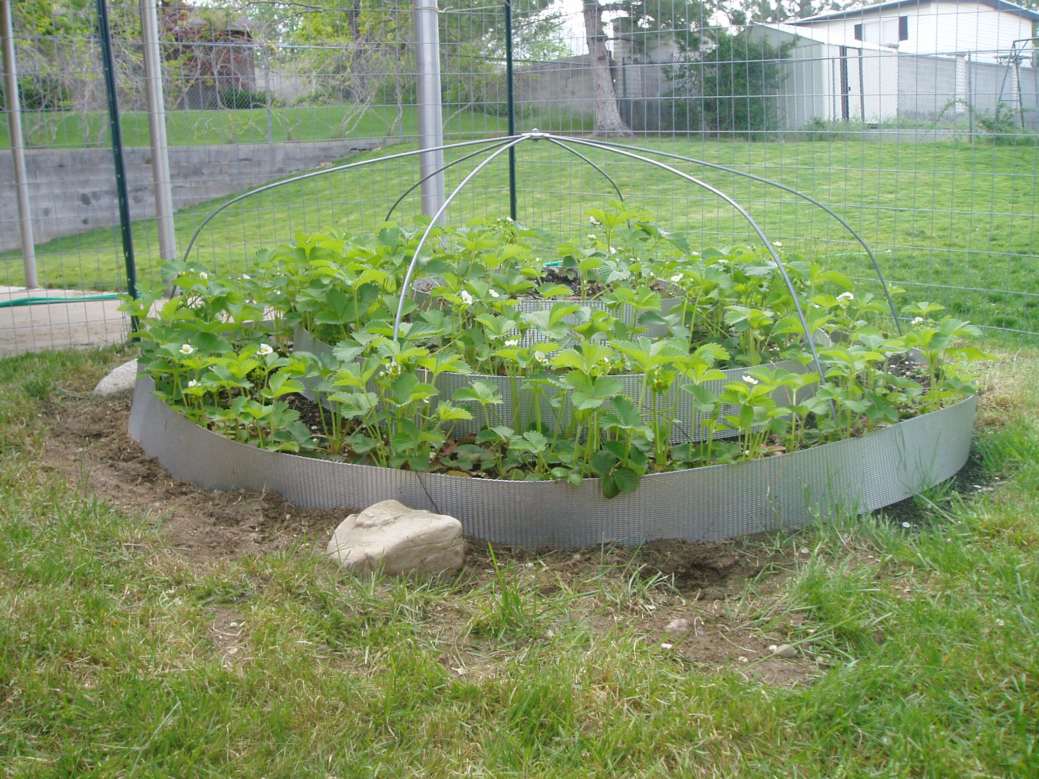 A bed of strawberries