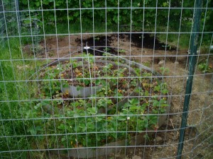 Our Replanted Garden, 2009