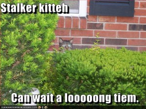 Stalker Cat