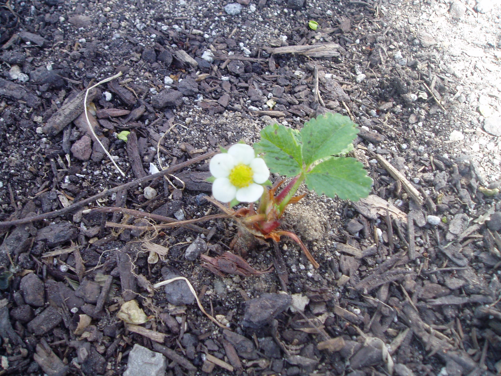 Strawberry Blossom