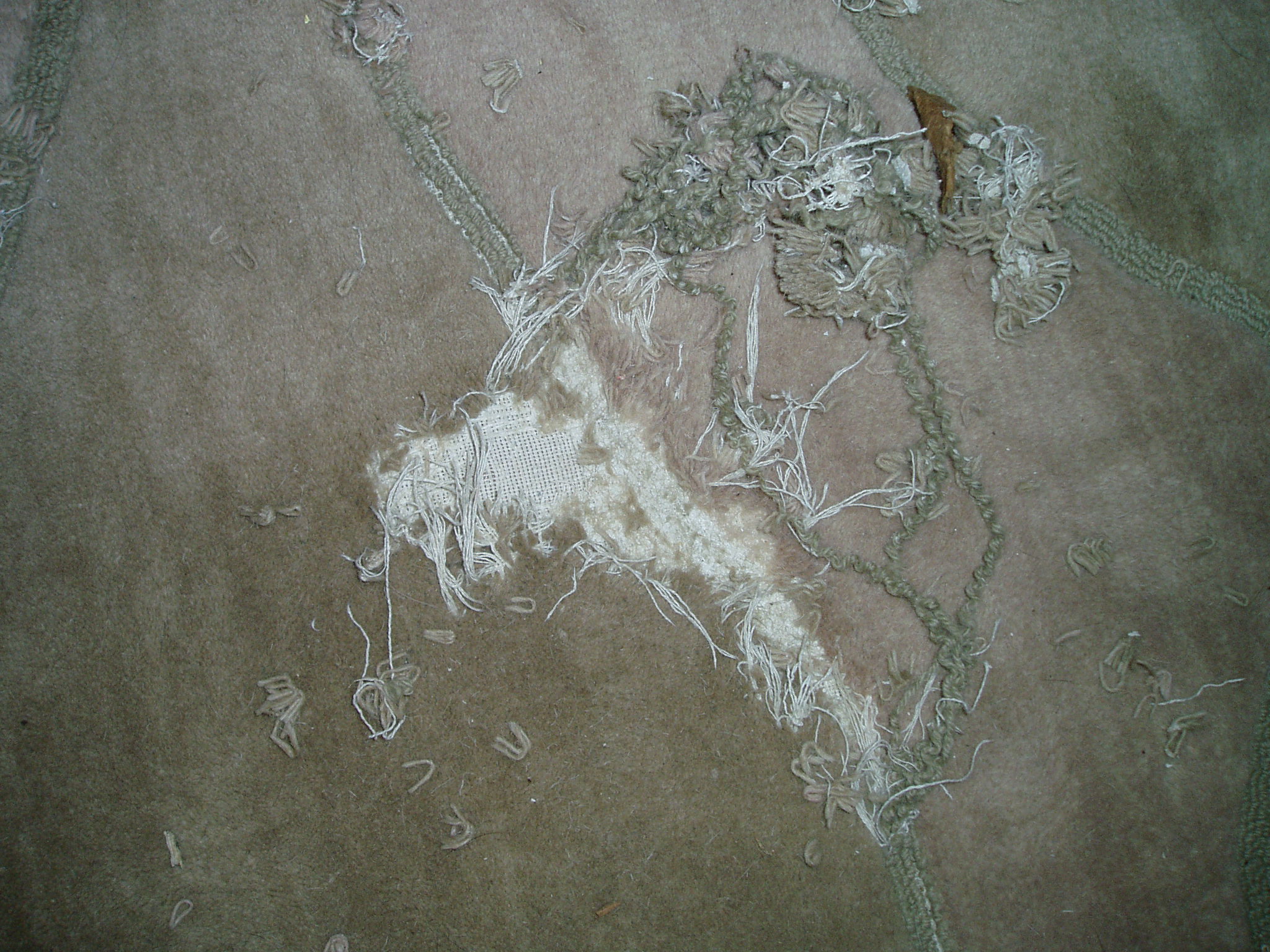 Carpet destruction