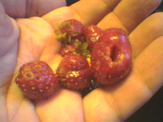The first of our strawberry harvest this year.