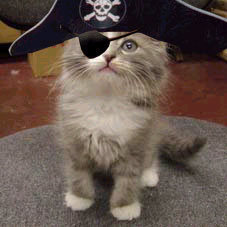 Pirate Cat