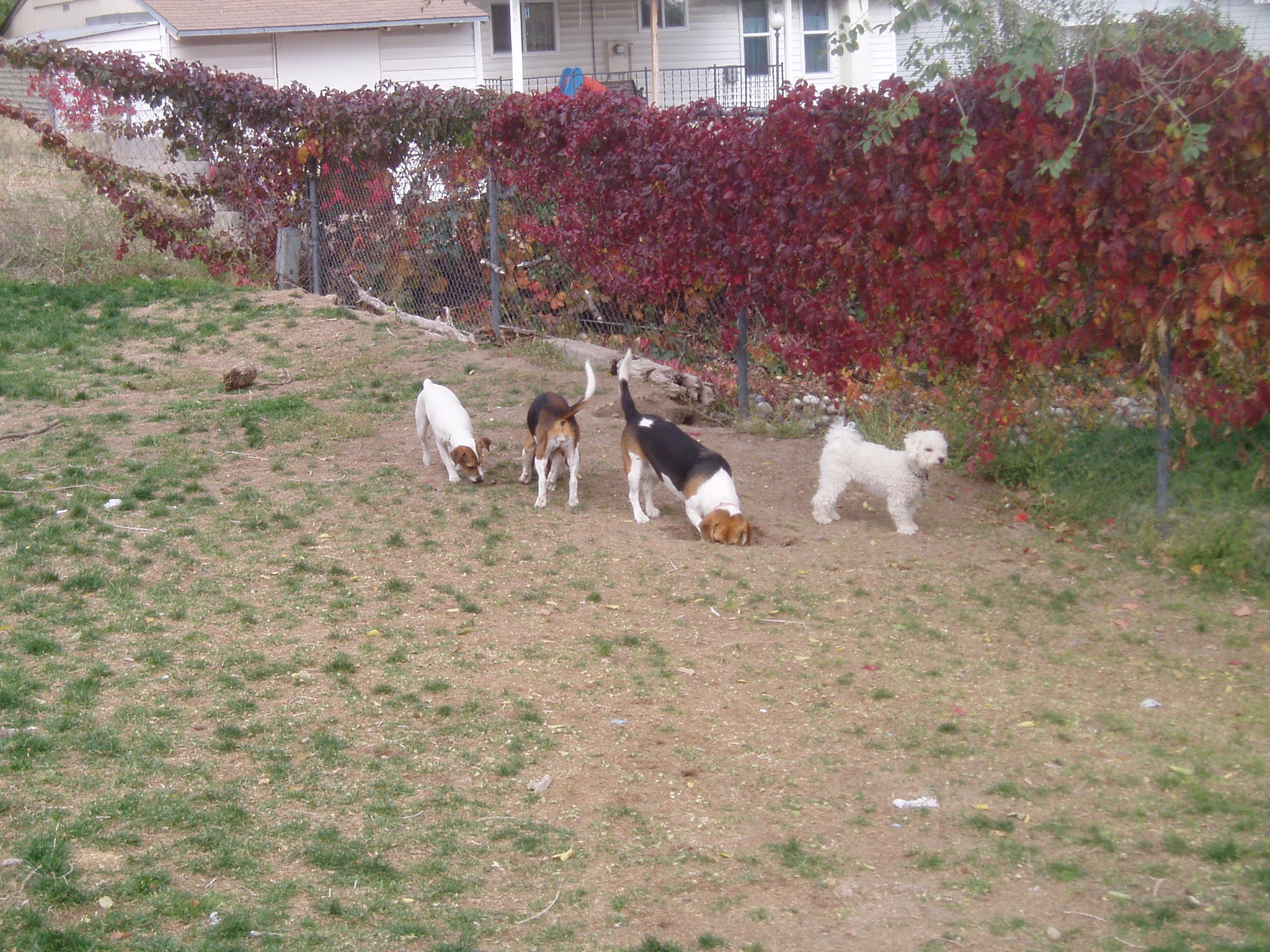 From left to right: Daisy, Annabelle, Chloe, Max