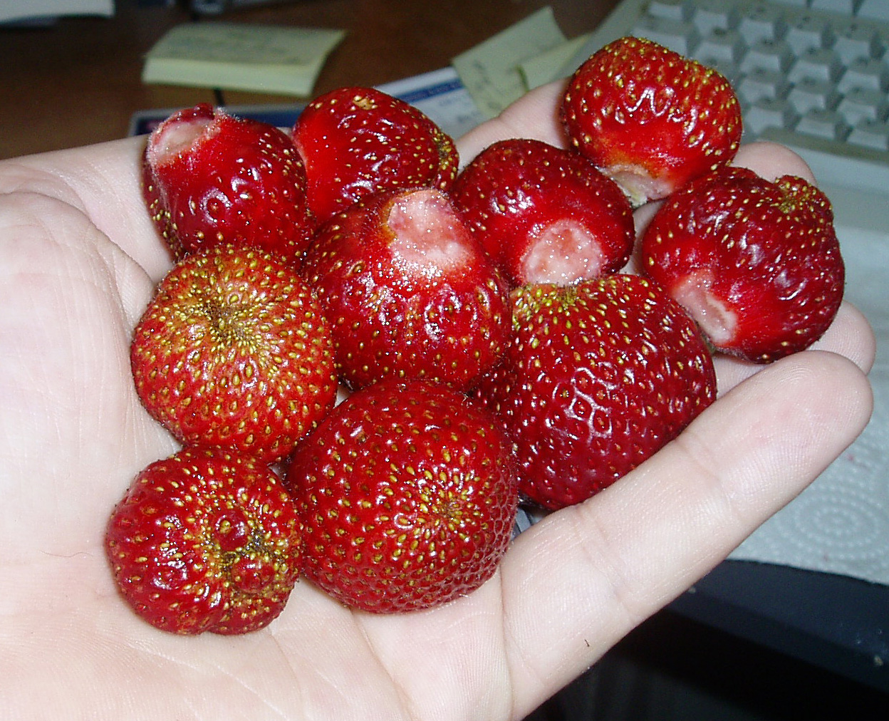 Strawberries - 2008