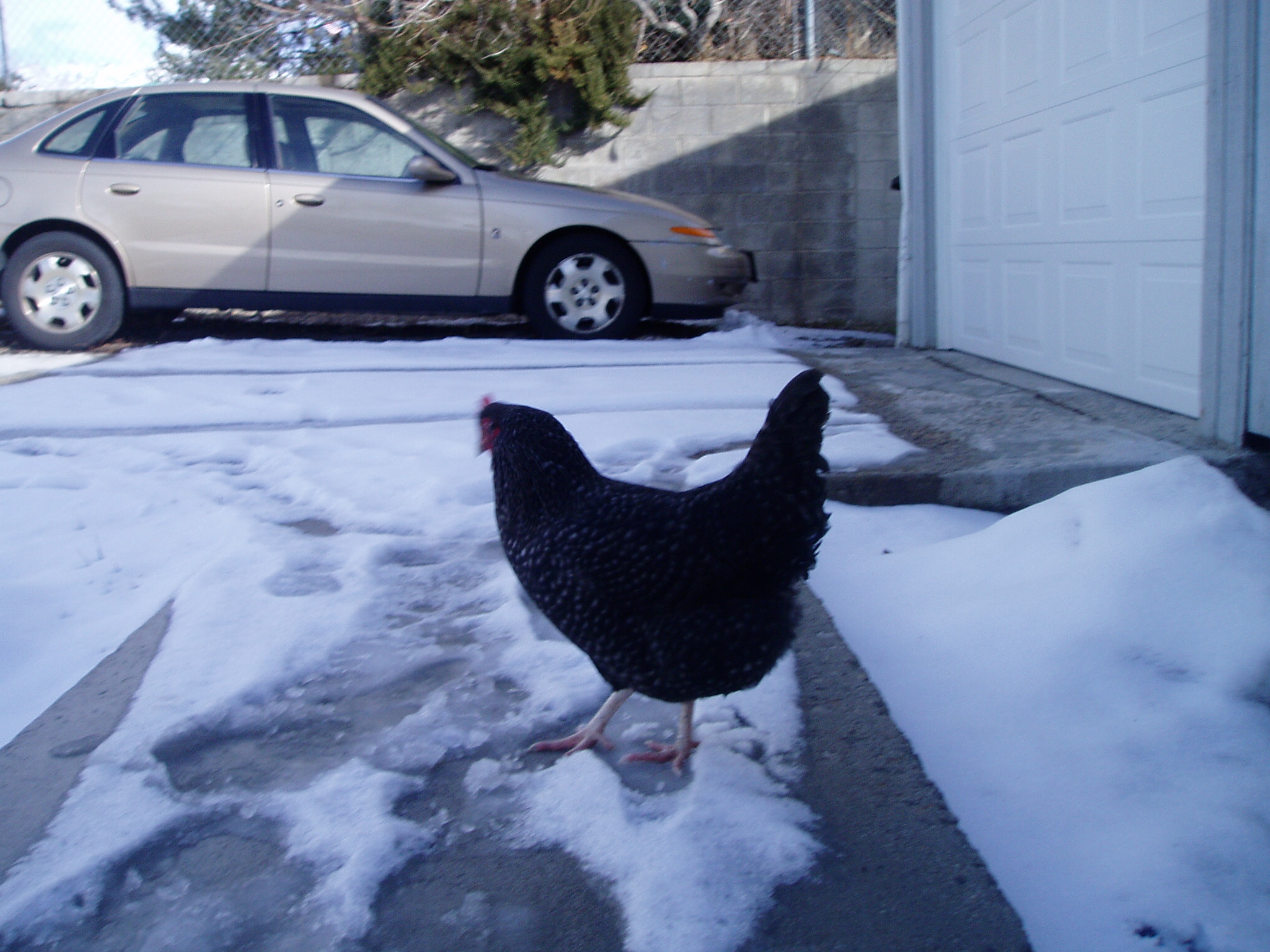 A rooster in our driveway