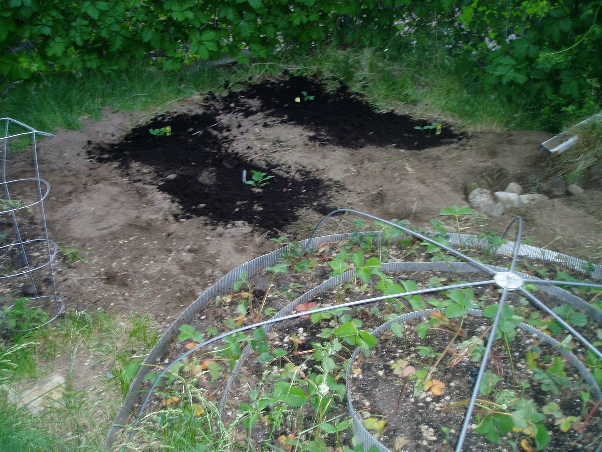cilantro seedlings falling over cilantro seedlings falling over