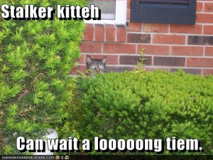 Stalker Cat